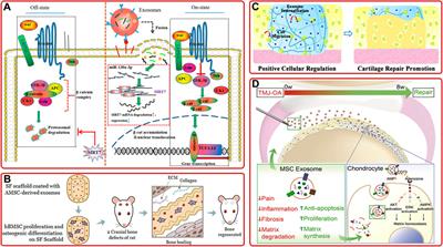 Research Progress of Exosomes in Bone Diseases: Mechanism, Diagnosis and Therapy